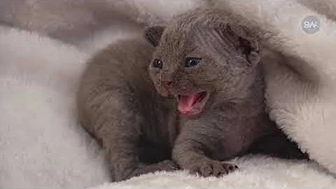 Watch the video about Cat breeder in Halifax, N.S. helps out her friends in Ukraine