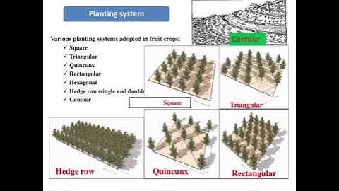 Horticulture practical (system of layout of fruits orchards)