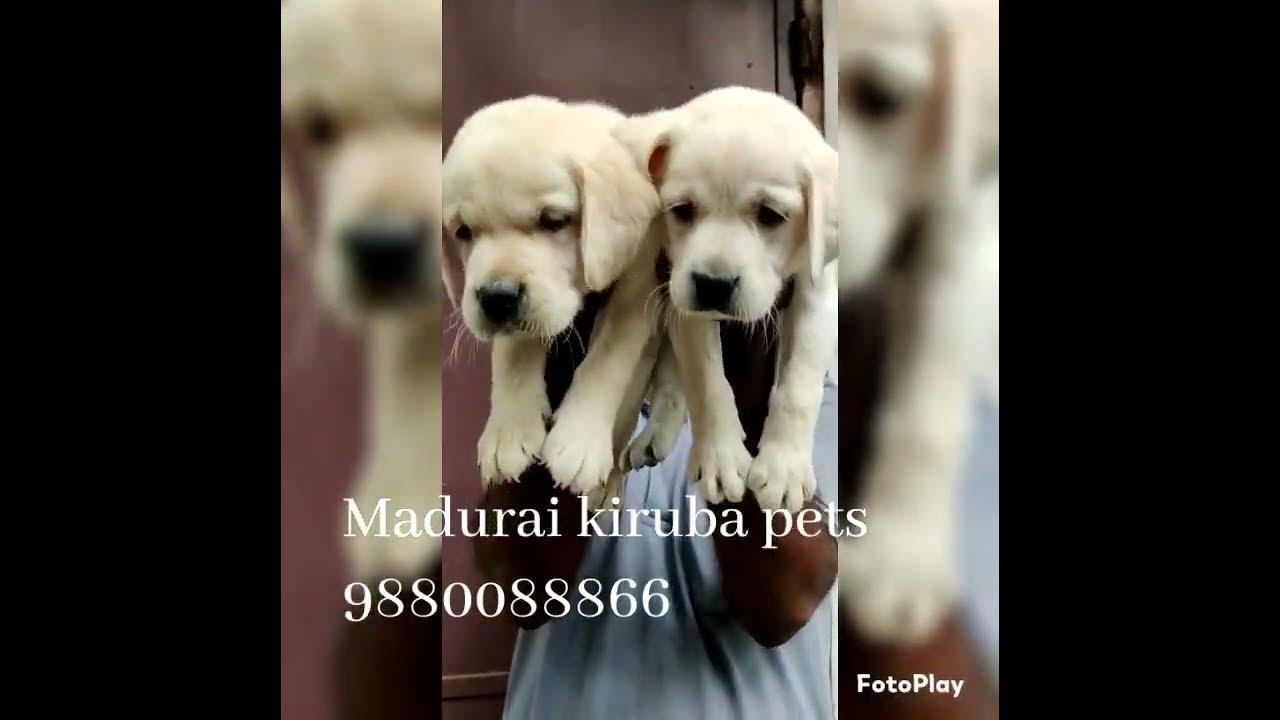 Madurai kiruba pets dog kennel in madurai YouTube