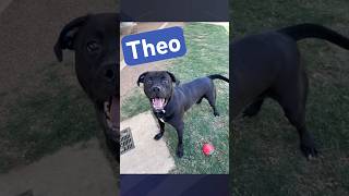 Meet Theo 🐾
