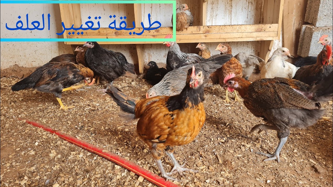 كيف اغير العلف لدجاج و الكتاكيت