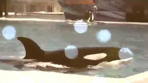 Into the Hills New Years orca MEP part 6 for Katina Productions