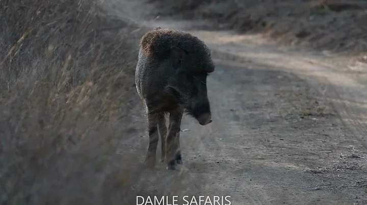 Wild Boar, Tadoba, India