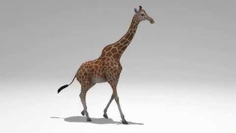 "Giraffe Walk Cycle" (3D Animation)