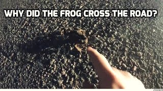 Why did the frog cross the road?