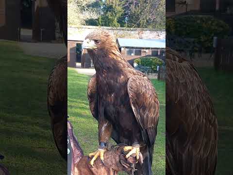 MAJESTIC GOLDEN EAGLE