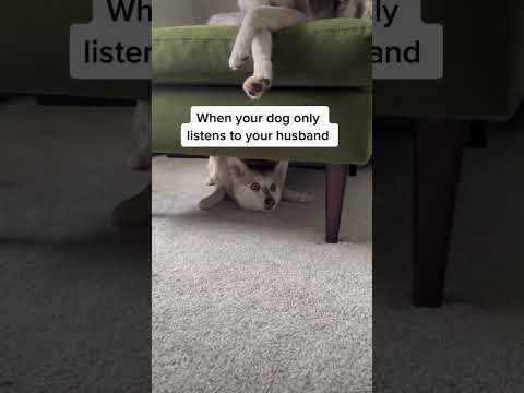 Dad Said One Word… My Sassy Dog Listened