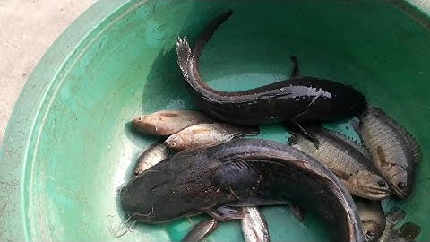 Câu cá rô đồng, cá lóc, cá trê địa điểm mới.