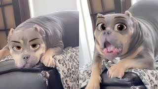 Cute Snapchat Filter Turned Dog into Disney Character || WooGlobe