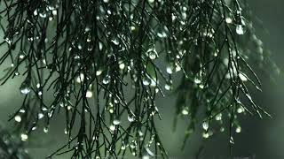 Relaxing, Soft and Calm Piano Music screenshot 4