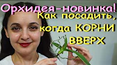 Орхидеи,узамба́рские фиалки,Самара🌺