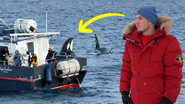 I paid for a 'Whale Watching Tour' in Norway... thumbnail