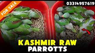 Raw Parrot Chicks For Sale In Lahore Cargo All Over In Stan Contact 0331 4957619