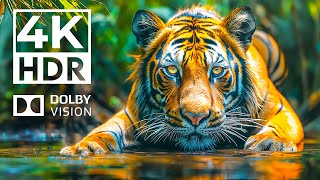 WILD BEAUTY Dolby Vision 4K HDR | with Cinematic Sounds (Animal Colorful Life)