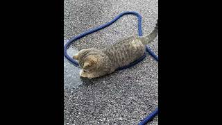 agacuidado cuidado 🐈🚿#fpy #4k #amordegato #shortsviral #shortvideo #shorts #love #lovecats #michis