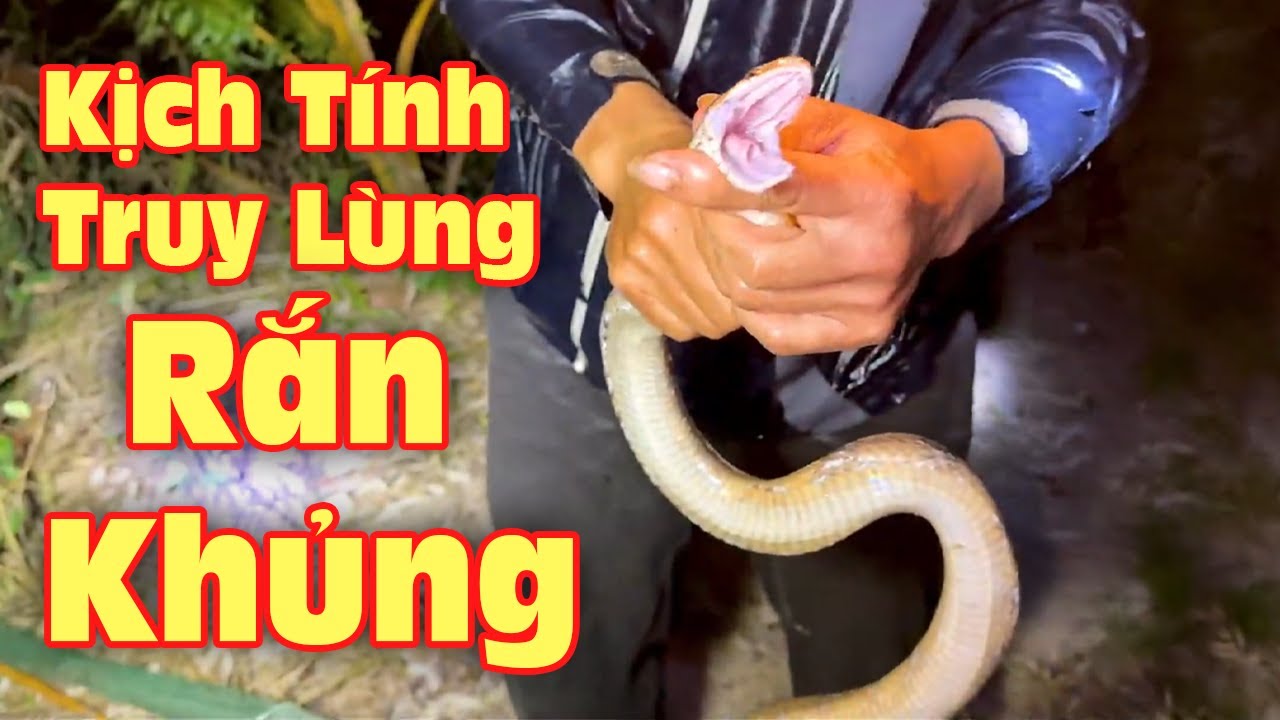Kịch Tính Lội Sông Truy Lùng Rắn Khủng Bị Cắn Gần 10 Phát Vẫn Không Buông...