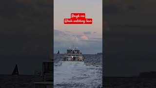 ROUGH SEA, WHALE Watching Tour #sydney #whale #whalemigration #whalewatchingtour #shorts #travel