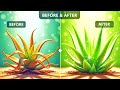 “Most People Grow Aloe Vera Wrong – 5 Secrets for Fast Growth”