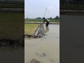 #agriculture #cabaihijau #farming #cabeunggul #farm #automobile #pertanian #sawah #shorts