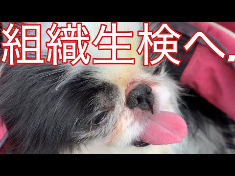 デキモノ小さくならず病院　10歳半狆ちゃん