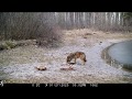 Chernobyl wolves / Волки Чернобыля