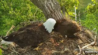 Decorah Eagles 5-24-23, 6:45 am HM arrives, helps DH2 with the fish, DH2 does serious feaking