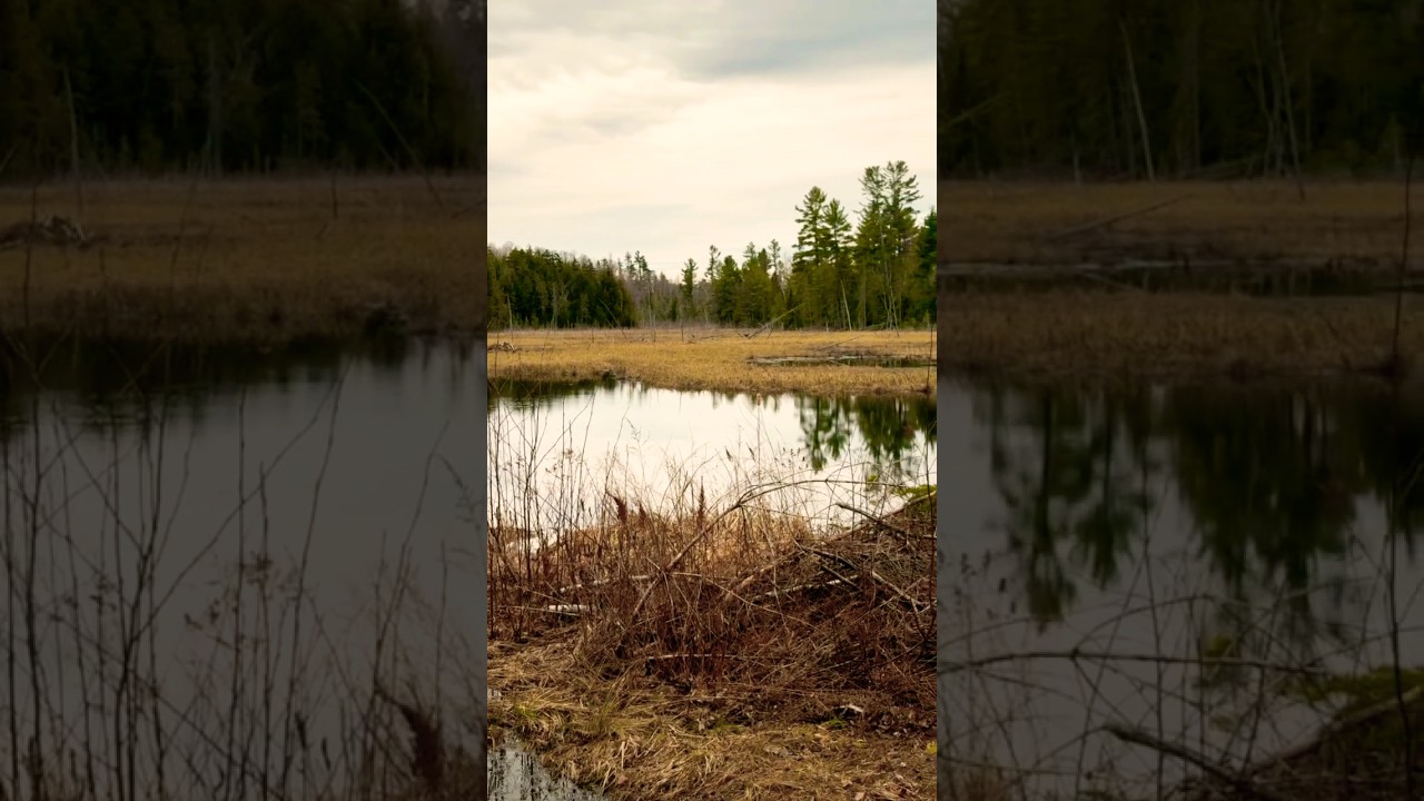 The SOUND of the Spring Peepers 🇨🇦