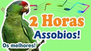 2 horas cantos para treinar papagaio  treinamento de canto diverso para papagaios