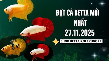 ĐỢT CÁ BETTA MỚI NHẤT ngày 27.11.2025 | Shop Betta Koi Trung Le