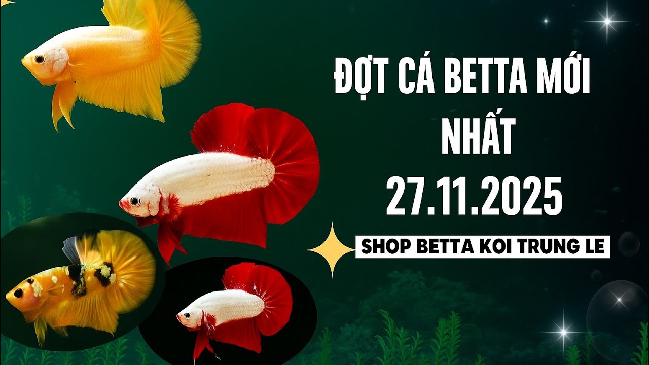 НОВЕЙШАЯ ПАРТИЯ РЫБОК BETTA FISH от 27 ноября 2025 г. | Купить Betta Koi Trung Le