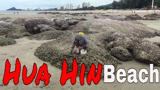 Harvesting clams / oysters at Hua Hin Beach, Thailand