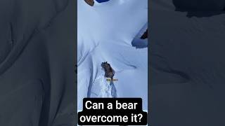 ayı aşa bilir mi? #köpek #dog #şahin #keşfet #kaplan #aslan #kurt #boğa #wolf #lion #ayı #atmaca #ka