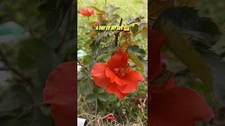 A Day Of My Life 🤗#viral #yt #mini vlog#fastfood #rose #college #dog #breakfast #@IAMKHUSHBU_08