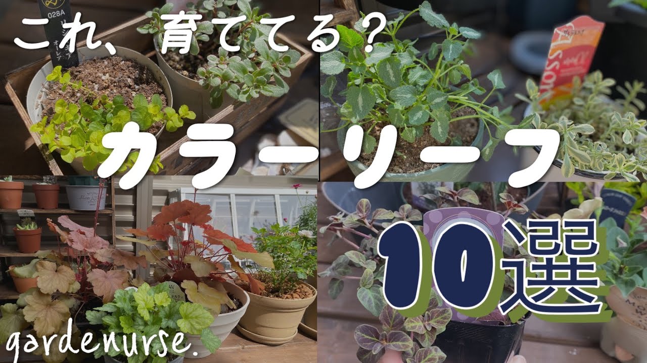 垢抜け】マストバイカラーリーフ10選 ベランダガーデニング テラス