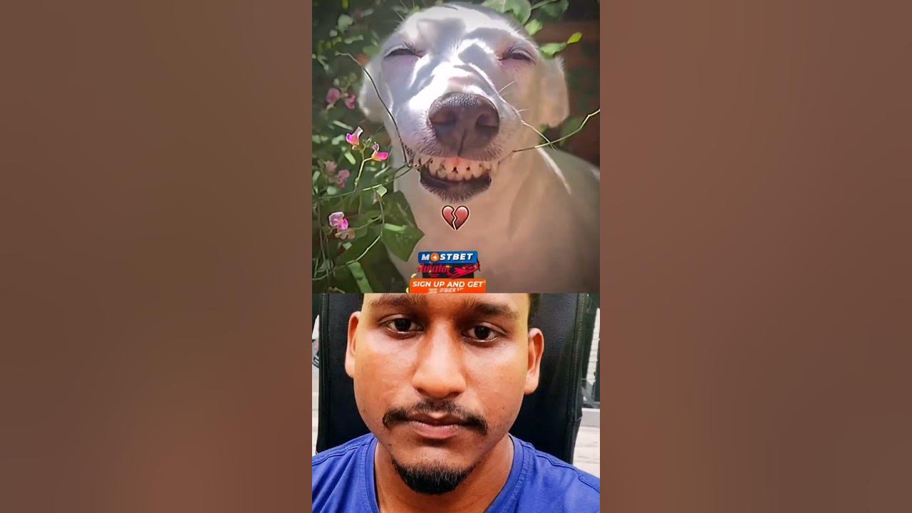 my-dog-has-a-pure-smile-shorts-dog-youtube