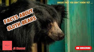 6 Interesting Facts About Sloth Bears, Unique facts you don