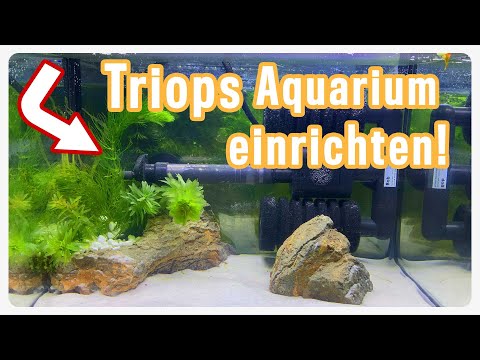 Video: Was brauchen Triops?