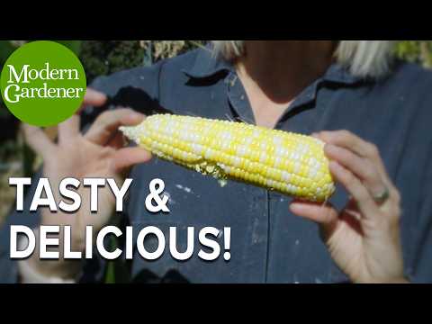 How to Grow the BEST Corn