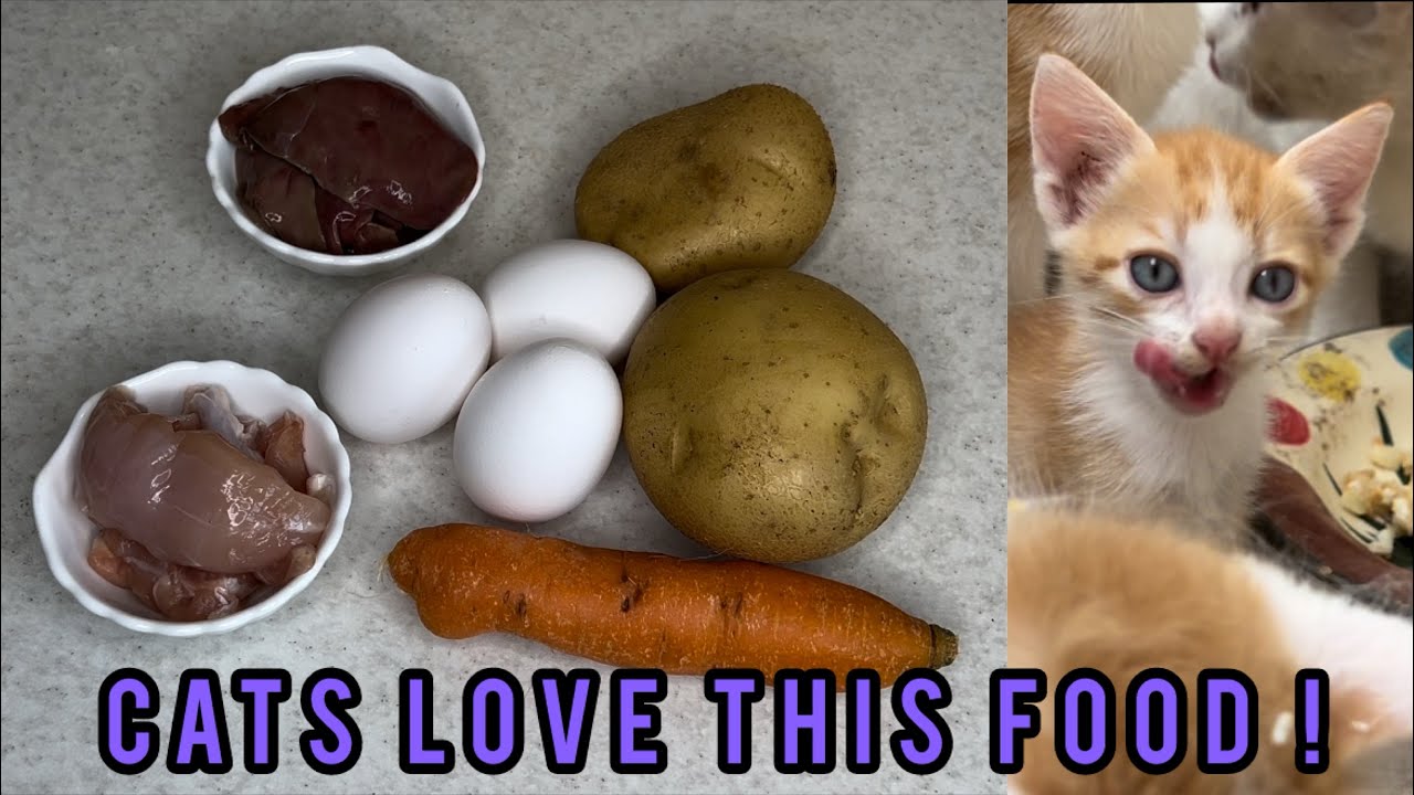 Easy and delicious cat food recipe! || My cats love this food, how ...