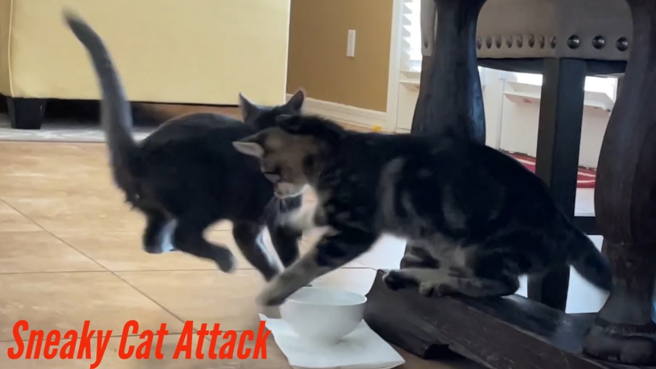 Cat Sneak Attack & Fight cat kittisaurus catsfighting catsplaying 