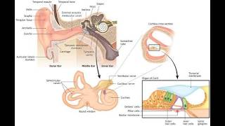 Anatomy of the  organ of corti  Inner ear sensory receptor