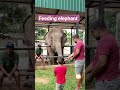 Feeding Elephant. 💕 Dehiwala Zoo 💕 Sri Lanka #shortvideo #elephant #dehiwalazoo