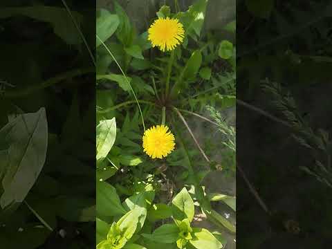 МОИ ПОДЗАБОРНИКИ БУРЬЯНИСТАЯ ПРЕЛЕСТЬ! #shortsbeta #лекарственныетравы #flowers #природа