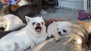 You won’t believe the sounds of angry Chihuahuas!