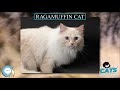Ragamuffin cat 🐱🦁🐯 EVERYTHING CATS 🐯🦁🐱 の動画、YouTube動画。