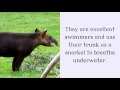 16 Unknown Facts You Should Know About Tapir