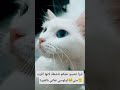 ليزا فرحانة بقربي وبدأت تتاقلم لوسي غيرانة وزعلانة تتخبى Cat قطط مضحك مليون مشاهده 