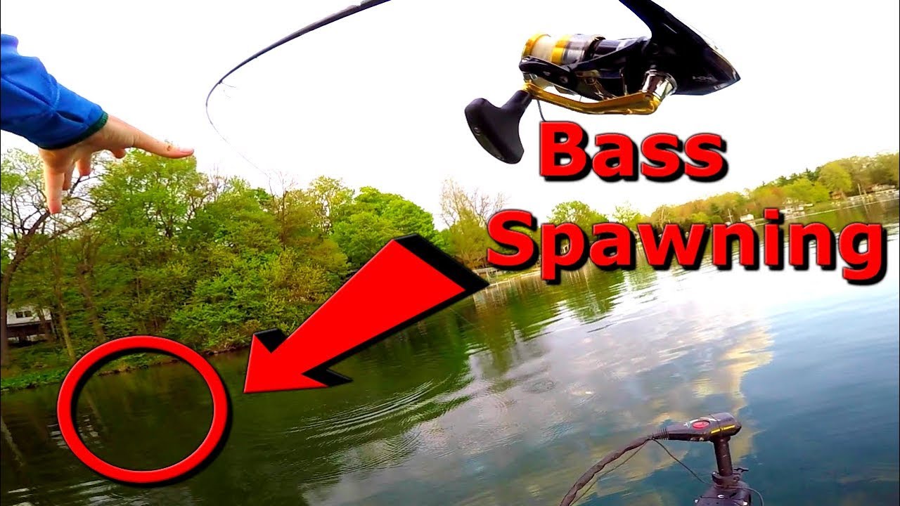 Catch 10x MORE Bass On Beds With This Lure (So Many Bass) YouTube
