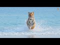 Animalia - The Tigers love playing in the sea