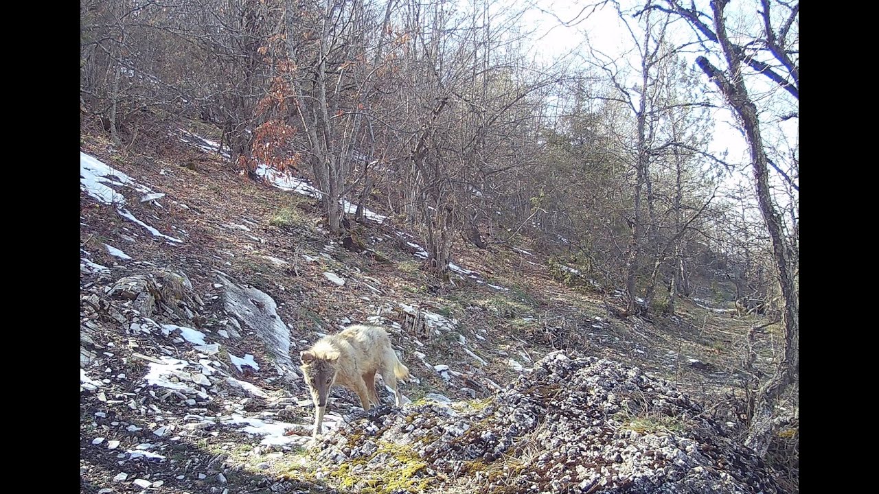 BERBAT DURUMDAKİ KURT! 6 AYDIR ARAZİDE OLAN FOTOKAPANIN KONTROLÜ ! KURT, GEYİK,YABAN KEDİSİ, DOMUZ !